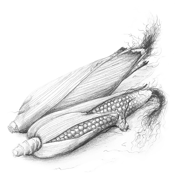 corn line drawing